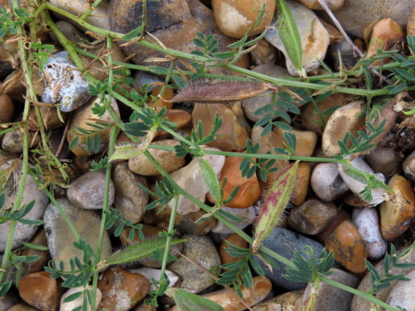 yellow vetch / Vicia lutea: The fruit of _Vicia lutea_ is a firm pod that may go through a marbled phase before turning fully brown.