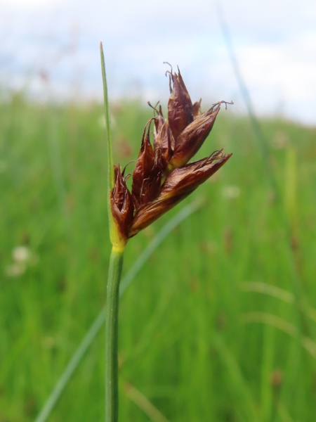 saltmarsh flat-sedge / Blysmus rufus