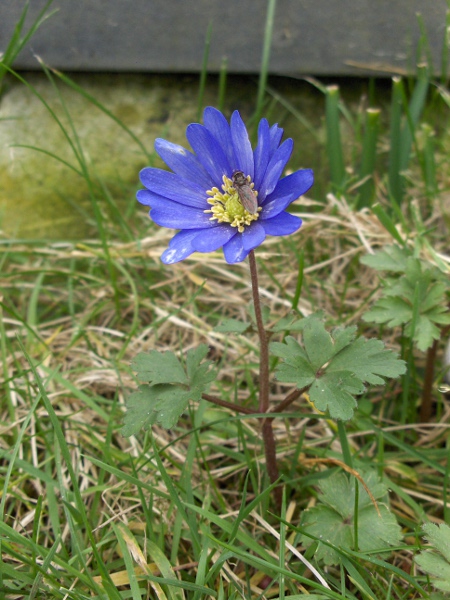 blue anemone / Anemone apennina: _Anemone blanda_ is one of at least two blue-flowering anemones in our area.