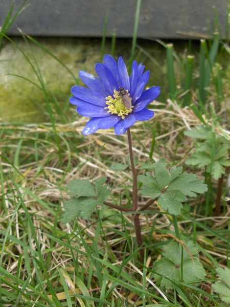 blue anemone / Anemone apennina