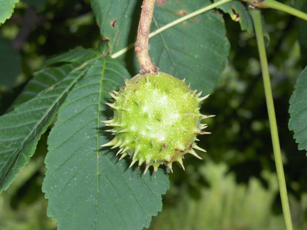 horse chestnut / Aesculus hippocastanum: The nuts of _Aesculus hippocastanum_ form (usually singly) inside spiny cases; they are used by schoolchildren in the British Isles for the game of ‘conkers’.