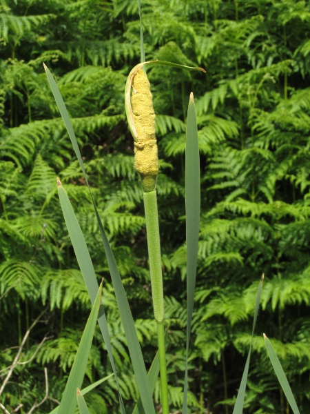 bulrush / Typha latifolia: In flower, the terminal, male part of the inflorescence is wider than the lower, female part.