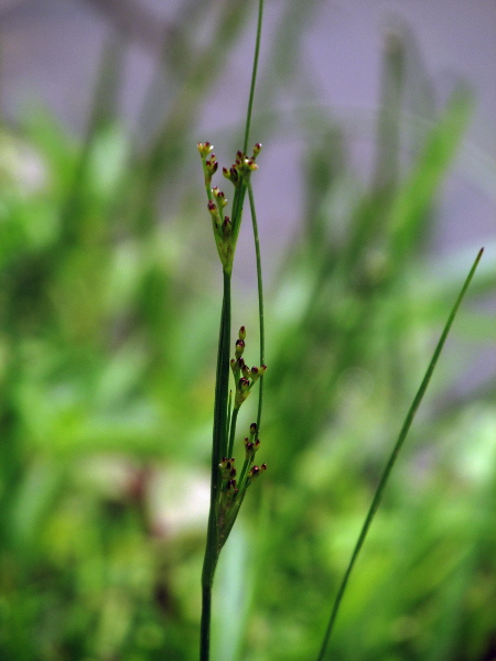round-fruited rush / Juncus compressus: _Juncus compressus_ has channelled leaves and rounded tepals, and is found in wet grasslands, sometimes near the coast; it is similar to, and sometimes confused with, the primarily coastal _Juncus gerardii_.
