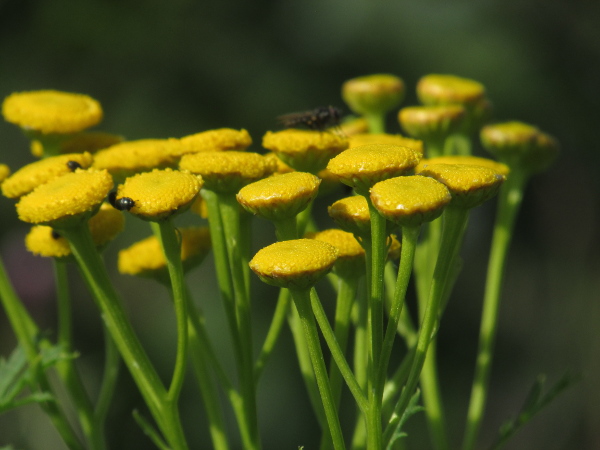 tansy / Tanacetum vulgare: The flat-topped inflorescences of _Tanacetum vulgare_ comprise many ligule-less heads, each 6–10 mm across.