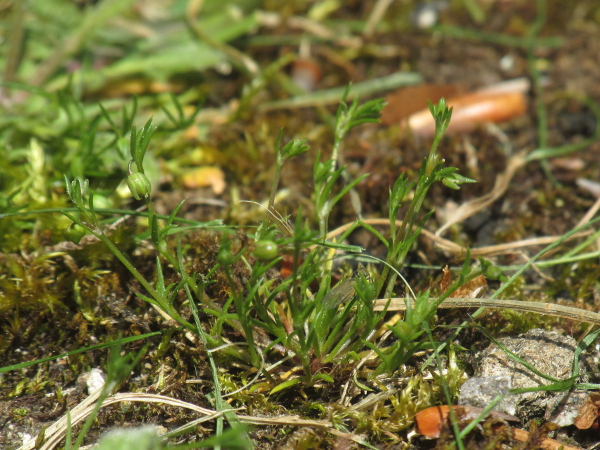 annual pearlwort / Sagina apetala: _Sagina apetala_ is a diminutive annual plant, similar to _Sagina filicaulis_, but with the sepals tightly closed around the mature capsules.