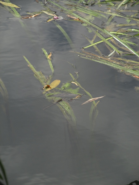 unbranched bur-reed / Sparganium emersum: _Sparganium emersum_ grows in shallow water; its leaves often trail across the water’s surface, and its inflorescences are unbranched, unlike those of _Sparganium erectum_.