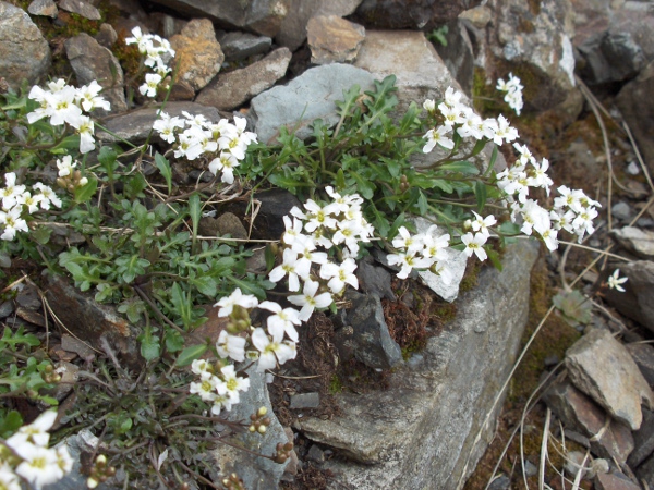 northern rock-cress / Arabidopsis petraea: _Arabidopsis petraea_ is a rare <a href="aa.html">Arctic–Alpine</a> plant found on mountains in Scotland (especially near the west coast), County Sligo and Snowdonia.