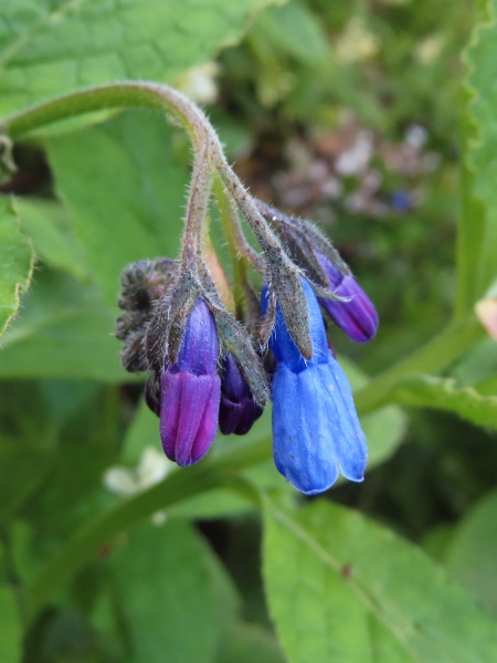 rough comfrey / Symphytum asperum: The calyx of _Symphytum asperum_ is divided 65%–80% of the way to the base, and is covered in stiff, white bristles; the corolla is sky-blue.