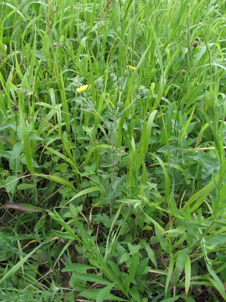 grey cinquefoil / Potentilla inclinata