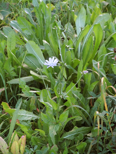 chicory / Cichorium intybus