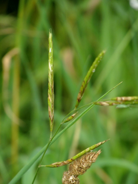 tor grass / Brachypodium rupestre: _Brachypodium rupestre_ is very similar to _Brachypodium pinnatum_.