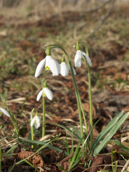 snowdrop / Galanthus nivalis: _Galanthus nivalis_, once considered a native plant, is now recognised as a synanthropic species, found in woodlands, churchyards and hedgebanks near habitation across the British Isles.