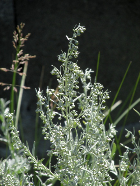 wormwood / Artemisia absinthium: _Artemisia absinthium_ has broader flower-heads than _Artemisia maritima_.