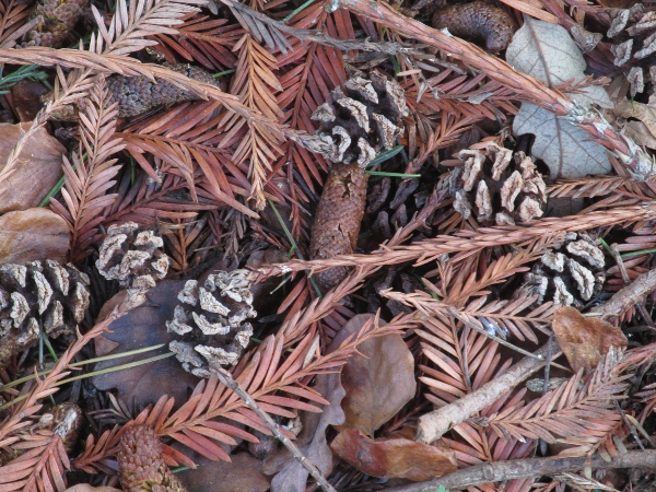 coastal redwood / Sequoia sempervirens: The cones of _Sequoia sempervirens_ are borne on the end of twigs with reduced, appressed leaves.