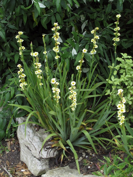pale yellow-eyed grass / Sisyrinchium striatum: _Sisyrinchium striatum_ is a garden plant from Argentina and Chile.