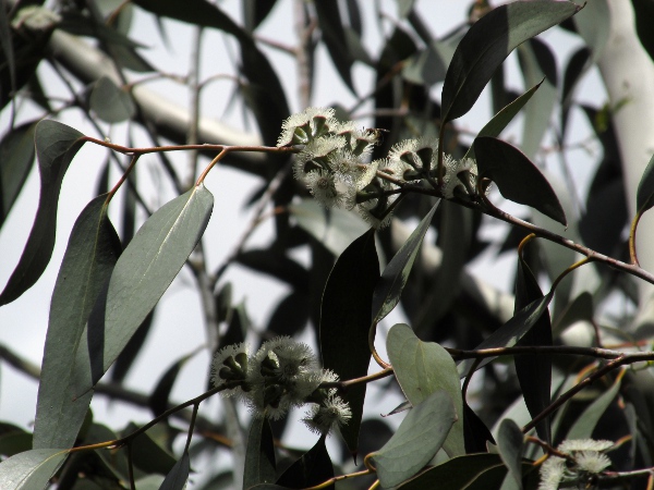 snow gum / Eucalyptus niphophila: Leaves and flowers. The leaves of _Eucalyptus_ species are very variable in size.