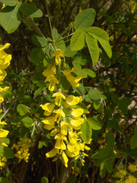 laburnum / Laburnum anagyroides: _Laburnum anagyroides_ is native to the mountains of central and southern Europe, but is widespread as a planted tree in the British Isles.