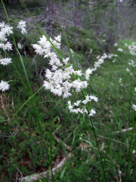 snow-white wood-rush / Luzula nivea: The pure white perianth separates the non-native _Luzula nivea_ from all our other wild _Luzula_ species.