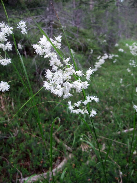 snow-white wood-rush / Luzula nivea