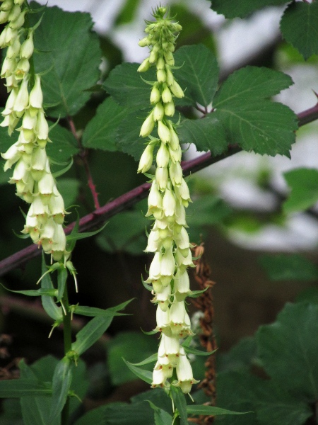 straw foxglove / Digitalis lutea: The flowers of _Digitalis lutea_ are much smaller than those of _Digitalis purpurea_, pale yellow, and with pointed corolla-lobes.