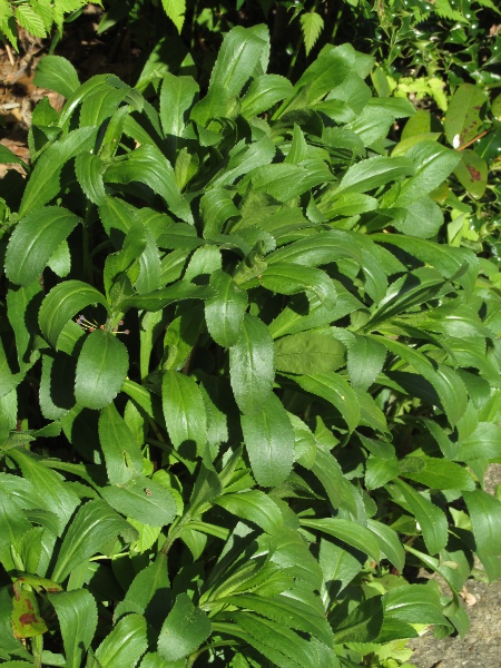 Shasta daisy / Leucanthemum × superbum: _Leucanthemum_ × _superbum_ has much broader and less stiff leaves than _Leucanthemum vulgare_.