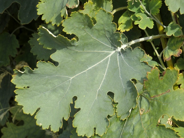 hybrid plume poppy / Macleaya × kewensis: The leaves of _Macleaya_ are white underneath.