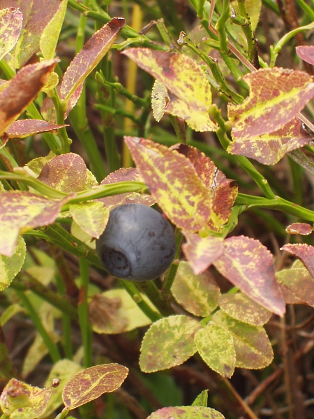 bilberry / Vaccinium myrtillus: The purple–black berries formed by _Vaccinium myrtillus_ in autumn are edible and tasty.