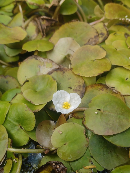 frogbit / Hydrocharis morsus-ranae: _Hydrocharis morsus-ranae_ is an aquatic plant with distinctive long-stalked, cordate, rounded leaves.