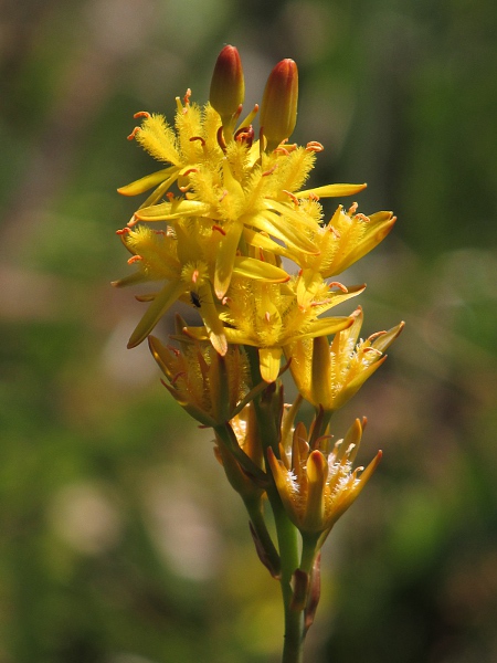 bog asphodel / Narthecium ossifragum: _Narthecium ossifragum_ produces conspicuous stands of yellow flowers in July.