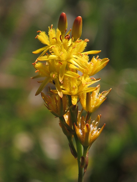 bog asphodel / Narthecium ossifragum