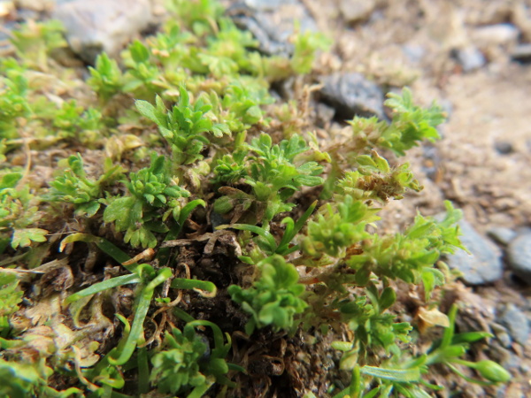 slender parsley-piert / Aphanes australis: _Aphanes australis_ is very similar to _Aphanes arvensis_, but typically grows in more acidic and less fertile areas.