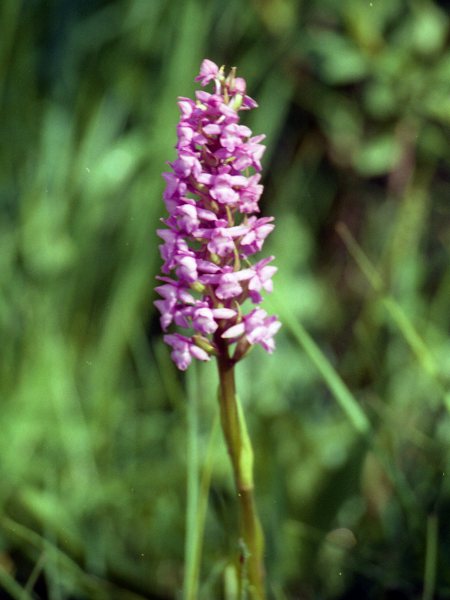 marsh fragrant orchid / Gymnadenia densiflora: _Gymnadenia densiflora_ was formerly treated as a subpsecies of _Gymnadenia conopsea_. It differs in the wider labellum and horizontal, not downward-arching, lateral sepals.
