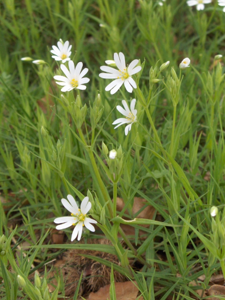 greater stitchwort / Stellaria holostea: The petals of _Stellaria holostea_ are divided about half-way; its stems are rough along their 4 angles.