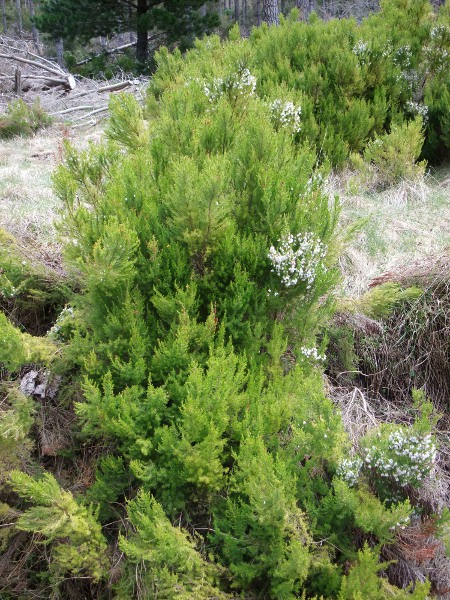 Portuguese heath / Erica lusitanica: _Erica lusitanica_ can be very similar to a small _Erica arborea_, and differs chiefly in that the hairs on its stems are simple.