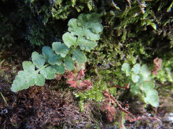 oblong woodsia / Woodsia ilvensis: _Woodsia ilvensis_ is an extremely rare Arctic–Alpine fern, largely because of disastrous overcollection in Victorian times.