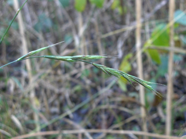 false brome / Brachypodium sylvaticum: Inflorescence