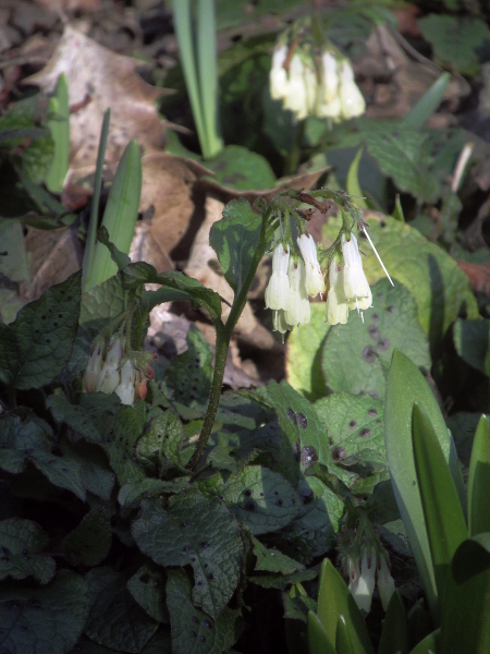 creeping comfrey / Symphytum grandiflorum