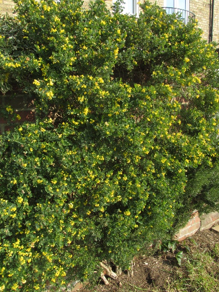 shrubby scorpion-vetch / Coronilla valentina