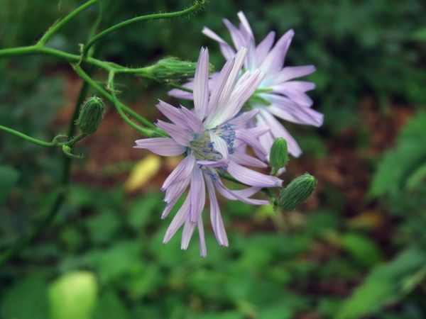 common blue sow-thistle / Cicerbita macrophylla: _Cicerbita macrophylla_ is native to the Ural and Caucasus mountains, but naturalised at sites across the British Isles.