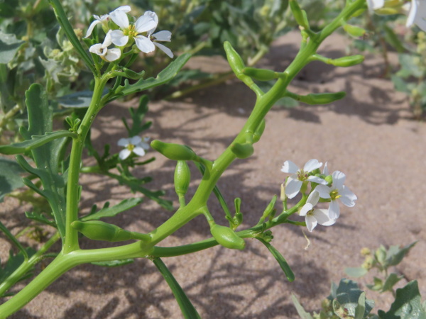 sea rocket / Cakile maritima: The fruit of _Cakile maritima_ is a mericarp, from which the upper schizocarp detaches, leaving the lower schizocarp attached to the mother plant.