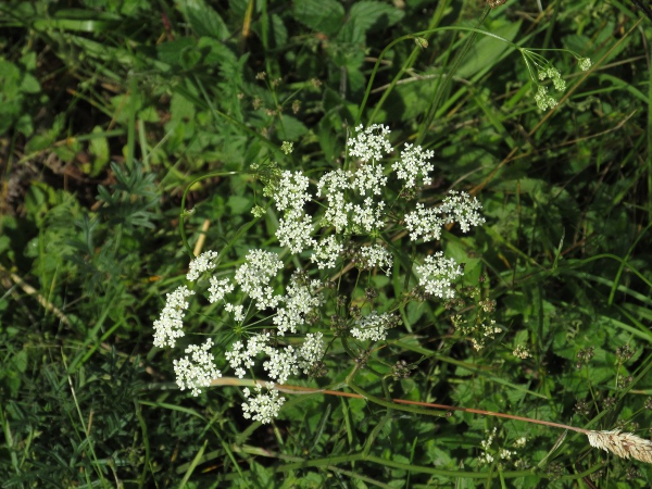 burnet saxifrage / Pimpinella saxifraga: _Pimpinella saxifraga_ is found in various grassland types across the British Isles, except in north-western Scotland, north-western Ireland and south-western Ireland.