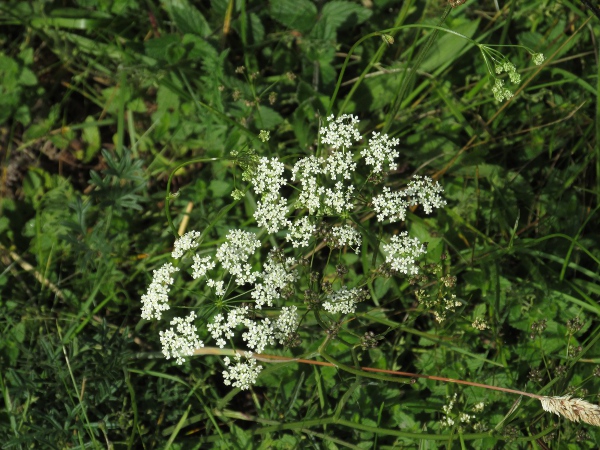 burnet saxifrage / Pimpinella saxifraga