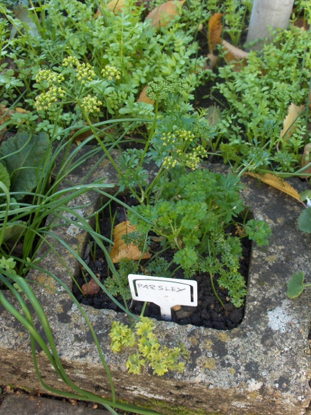 garden parsley / Petroselinum crispum: _Petroselinum crispum_ is grown as a culinary herb; it is an infrequent casual in much of the British Isles, although it persists in some southerly coastal locations.