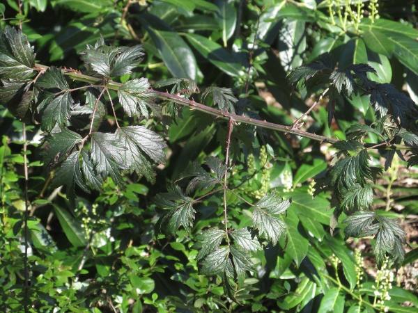 brambles / Rubus ser. Sylvatici: The distinctive garden plant _Rubus laciniatus_ also belongs in _Rubus_ ser. _Sylvatici_.