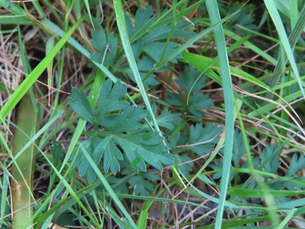 bladderseed / Physospermum cornubiense: The leaves of _Physospermum cornubiense_ are mostly basal, and divided twice into elliptic segments.