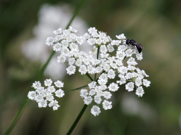 upright hedge-parsley / Torilis japonica: _Torilis japonica_ is a common plant of hedgerows and similar habitats.