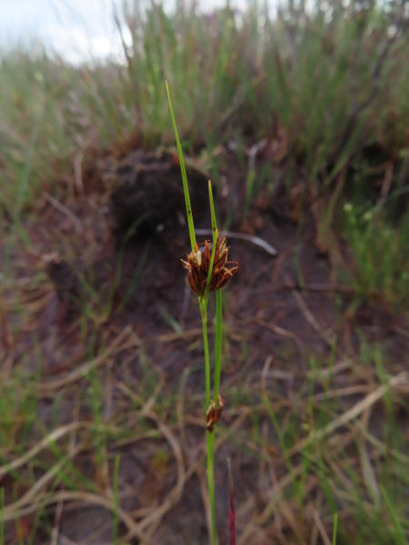 brown beak-sedge / Rhynchospora fusca