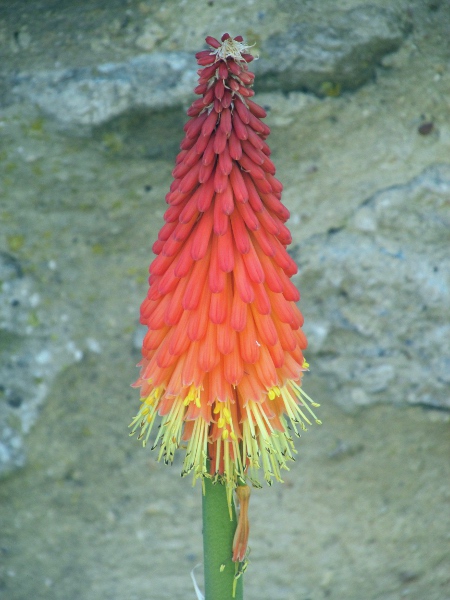 greater red-hot-poker / Kniphofia × praecox: _Kniphofia_ × _praecox_ is larger than _Kniphofia uvaria_, and its stamens are well exserted from the corolla.