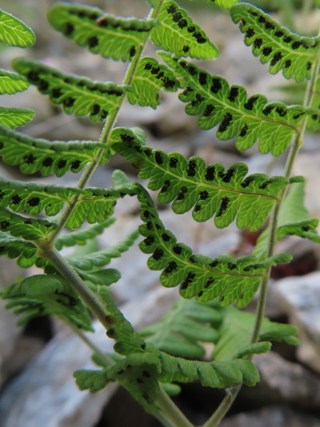 limestone fern / Gymnocarpium robertianum