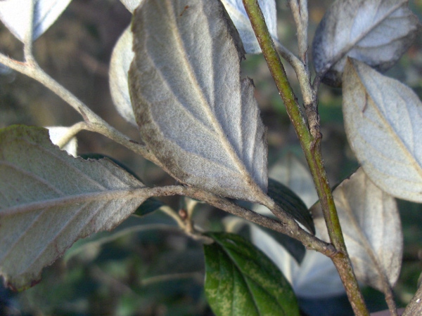 Stern’s cotoneaster / Cotoneaster sternianus: The leaves of _Cotoneaster sternianus_ are white on the underside from the dense covering of hairs.